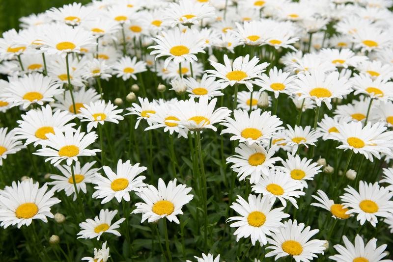 shasta daisies Snow Lady