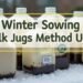 Winter Sowing Milk Jugs Method USA