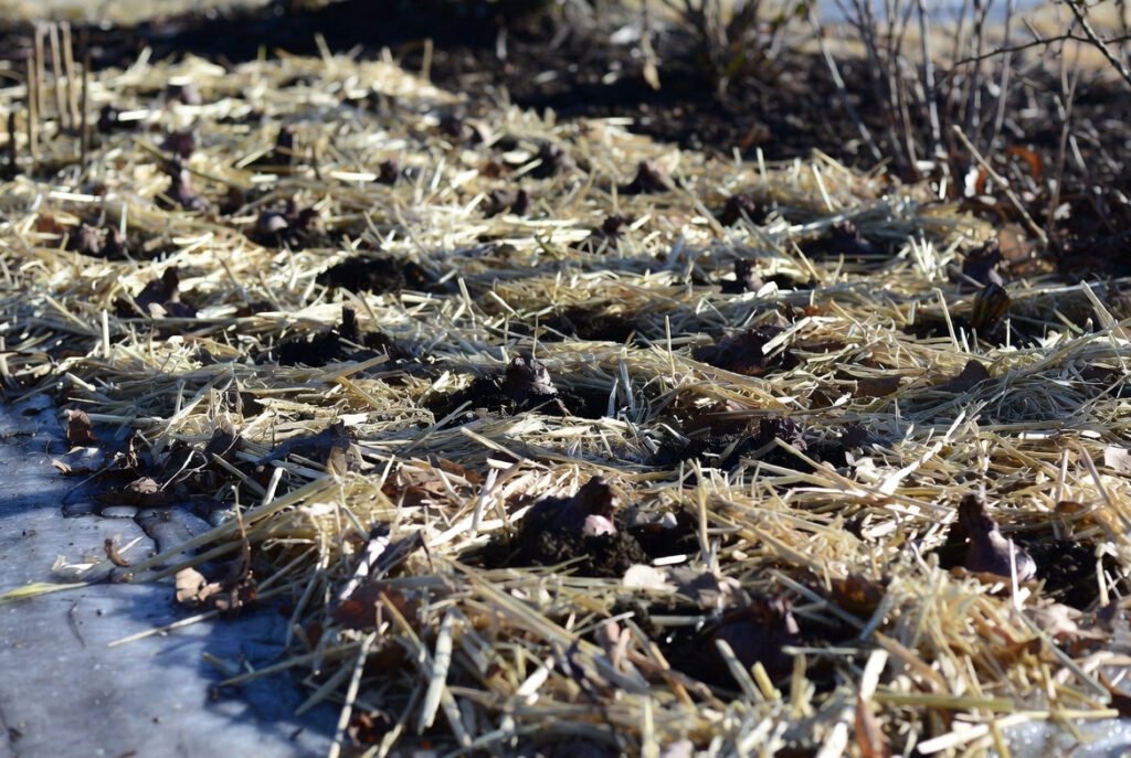 Mulch In-Ground Bulbs for Protection