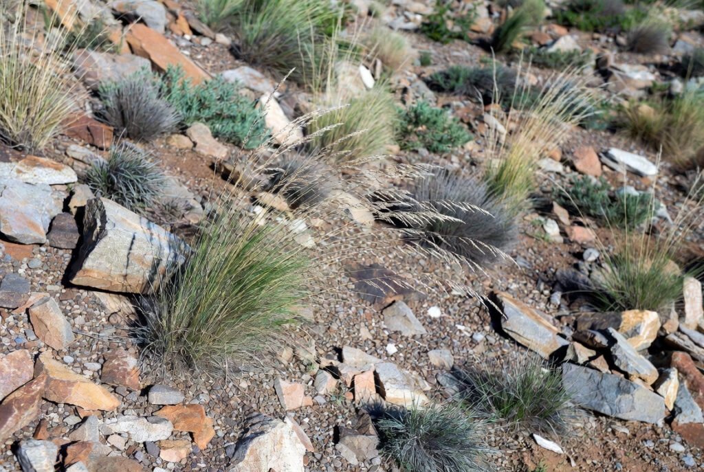 Naturalize in Rock Gardens or Hillsides