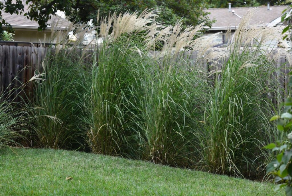 Create a Privacy Screen with Tall Grasses