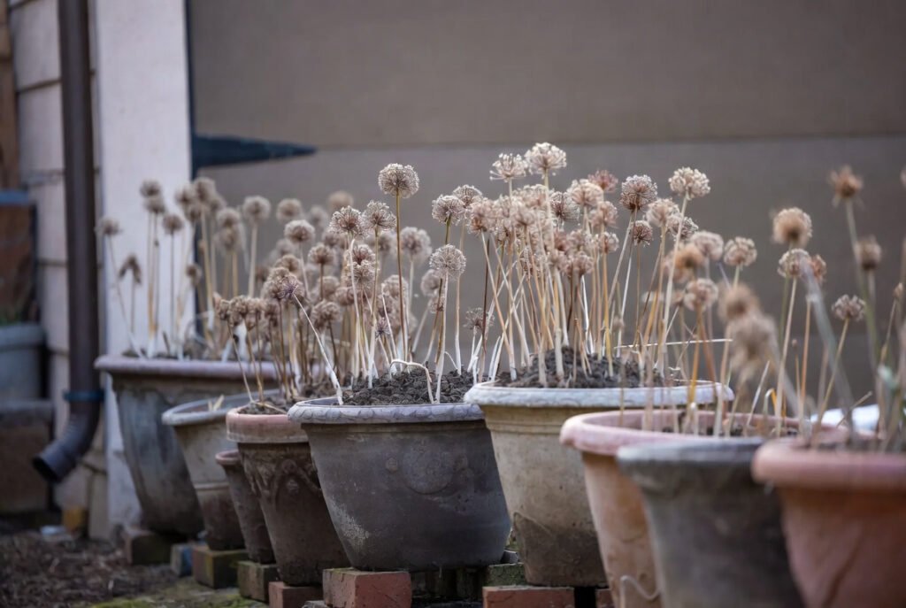 Handle Potted Alliums Carefully