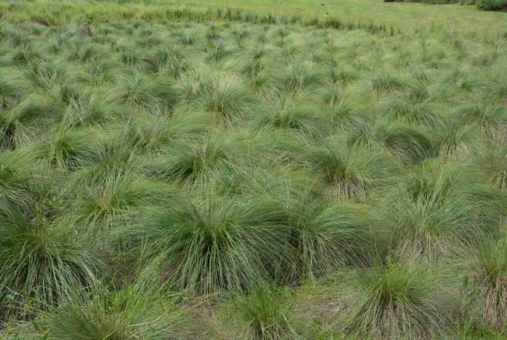 Use Mass Plantings for a Meadow Effect