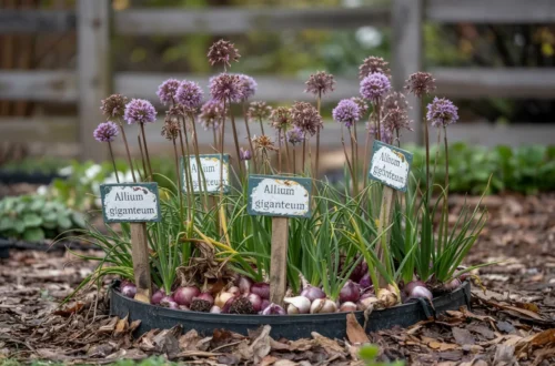 Overwintering Allium Bulbs: Simple Steps for Strong Returns