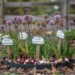 Overwintering Allium Bulbs: Simple Steps for Strong Returns