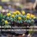 Winter Aconite (Eranthis hyemalis) Planting Guide: Early Yellow Blooms for Your Garden