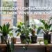 12 Best Low-Light Houseplants for Dark Winter Windows