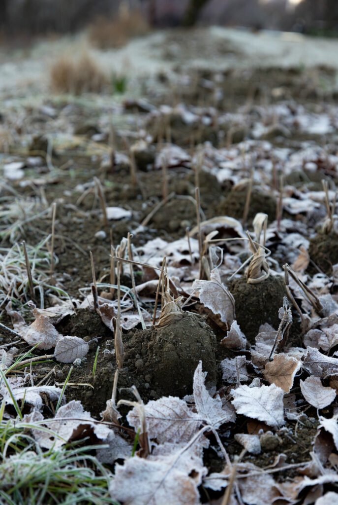 Understand Allium Hardiness and Dormancy